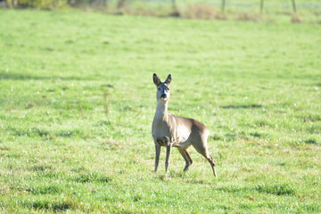 Reh auf Wiese
