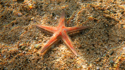 Alive starfish - underwater photo