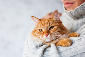 Fototapeta premium Man in knitted sweater holding ginger cat.