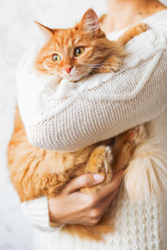 Woman in knitted sweater holding curious ginger cat.