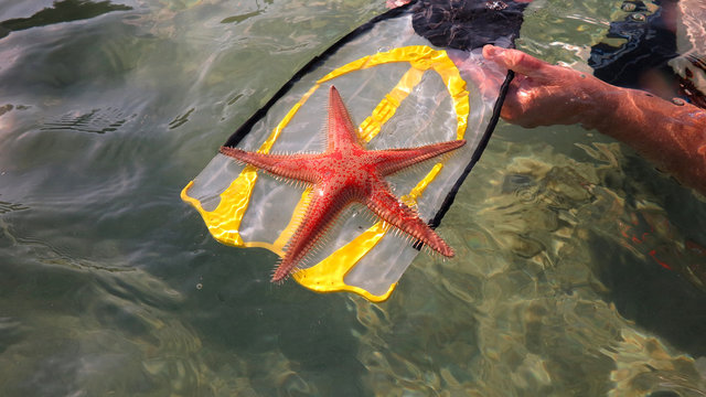 Starfish - Astropecten aranciacus