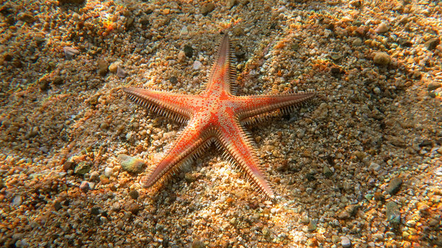 Alive starfish - underwater photo