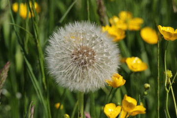 Löwenzahn, Pusteblume