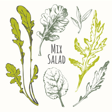 Hand Drawn Set Of Mix Salad. Sketch Herbs. 