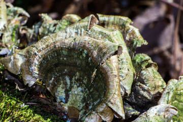 Mushrooms growing on the side of a tree