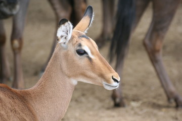 Antelope