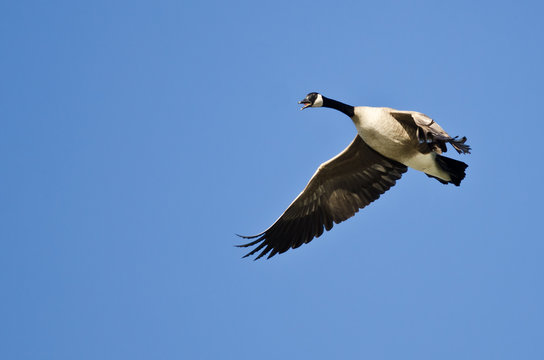 Canada Goose Honking While Flying in a Blue Sky