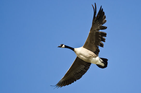 Canada Goose Flying with a Tattered Wing in a Blue Sky