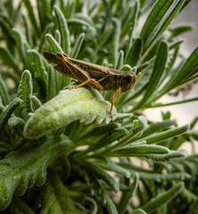Grasshopper Up Close