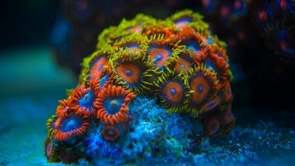 Colorful coral in coral reef aquarium
