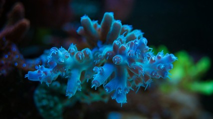 Neon coral in marine aquarium
