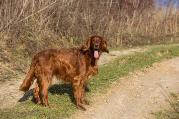 rish setter dog  portrait