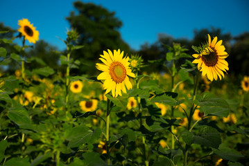 Sunflower field and blue sky in background.