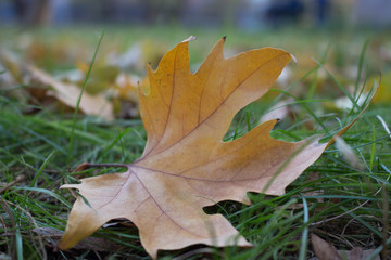 Orange, yellow single  leaf on green grass. Close-up.Autumn