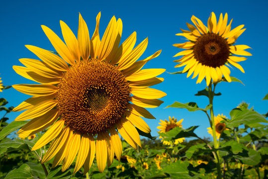 Sunflower field and blue sky in background.