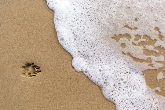 Hundepfotenabdruck im Sand bei Meeresbrandung Stock-Foto | Adobe Stock