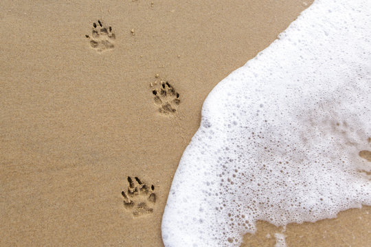Hundepfotenabdr&uuml;cke im Sand bei Meeresbrandung