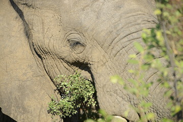 Elephants, Kruger National Park, South Africa