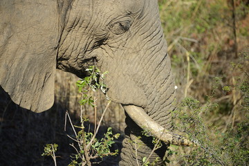 Elephants, Kruger National Park, South Africa
