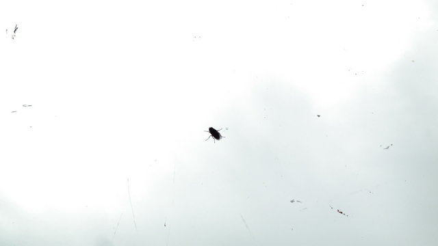 Killing One Fly in the Window Pane Using a Fly Swatter
