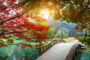 Fototapety  Piękne liście klonu i mały mostek w chińskim ogrodzie w sezonie jesiennym