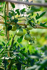 Piante di Pomodori Cuore di Bue, sviluppo curare, agricoltura