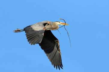Great Blue Heron Carrying a Stick for Nest, British Columbia, Canada