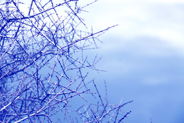 Thorny branches on a gloomy cloudy sky.