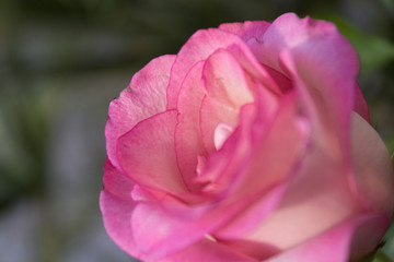 Pink rose closeup - flower macro