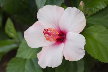  hibiscus blossom macro , hibiscus flower closeup