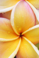 Fototapeta na wymiar raindrop on frangiapani flower