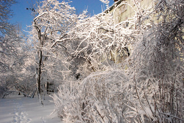 кусты под снегом