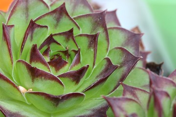 Sempervivum