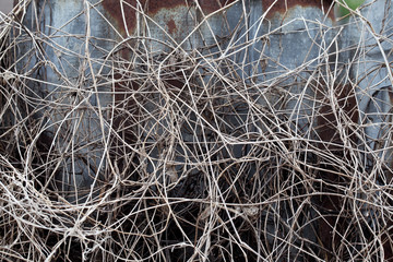 pattern of dry vine
