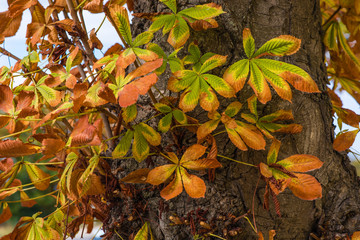 Chestnut leaves colored in red, yellow and green at autumn/Autumn colors/Chestnut leaves