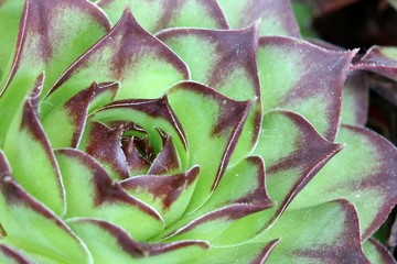 Fototapeta premium Sempervivum