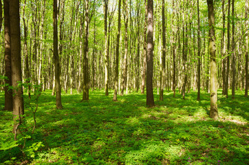 a path is in the green forest