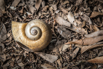 snail shell