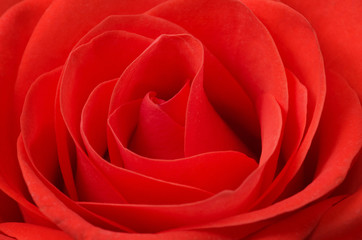 Fototapeta na wymiar Close up macro of a red rose