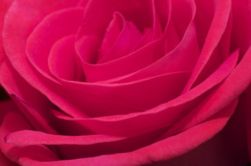 Close up macro of a pink rose
