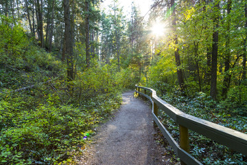 Forest Pathway View