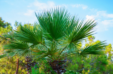 Obraz na płótnie Canvas palm branches against the blue sky.