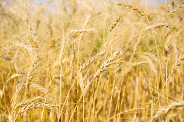 Wheat Field