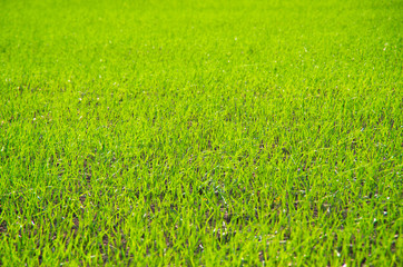 Fototapeta premium background of green grass