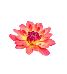 Fototapeta premium Flower