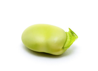 macro of a single green broad bean
