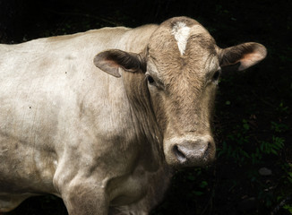 Cow looking at the camera with dark background