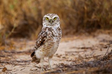 Burrowing owl standing on the ground, Huacachina, Peru