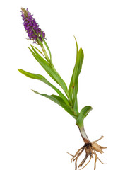 Fototapeta premium Medicinal plant: Orchid - Dactylorhiza fushsii
