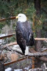 Healthy American Bald Eagle in the forest in the winter.